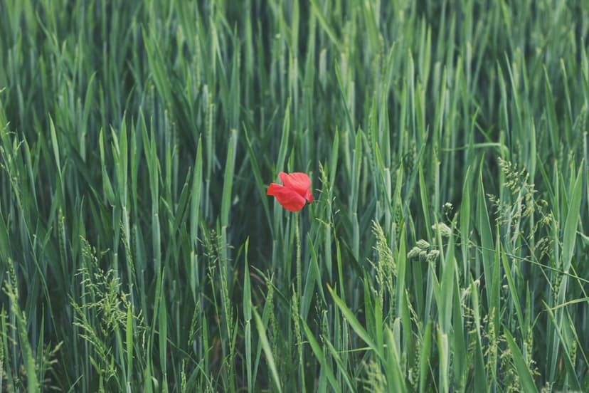 This is the preview image of the blog